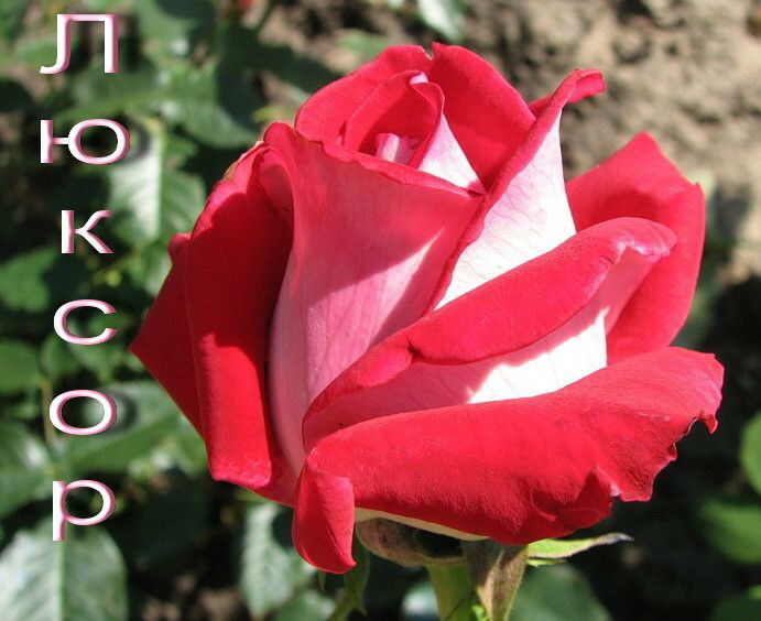 Саженцы роз из питомника Кольцово