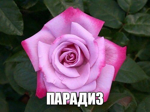 Саженцы роз из питомника Кольцово