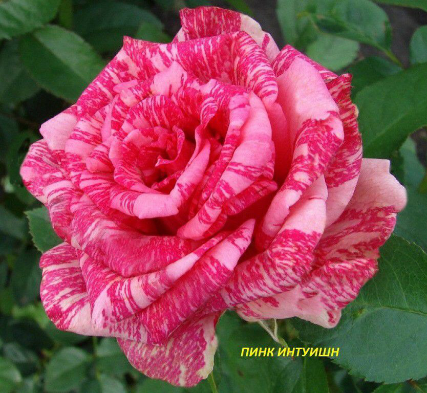 Саженцы роз из питомника Кольцово