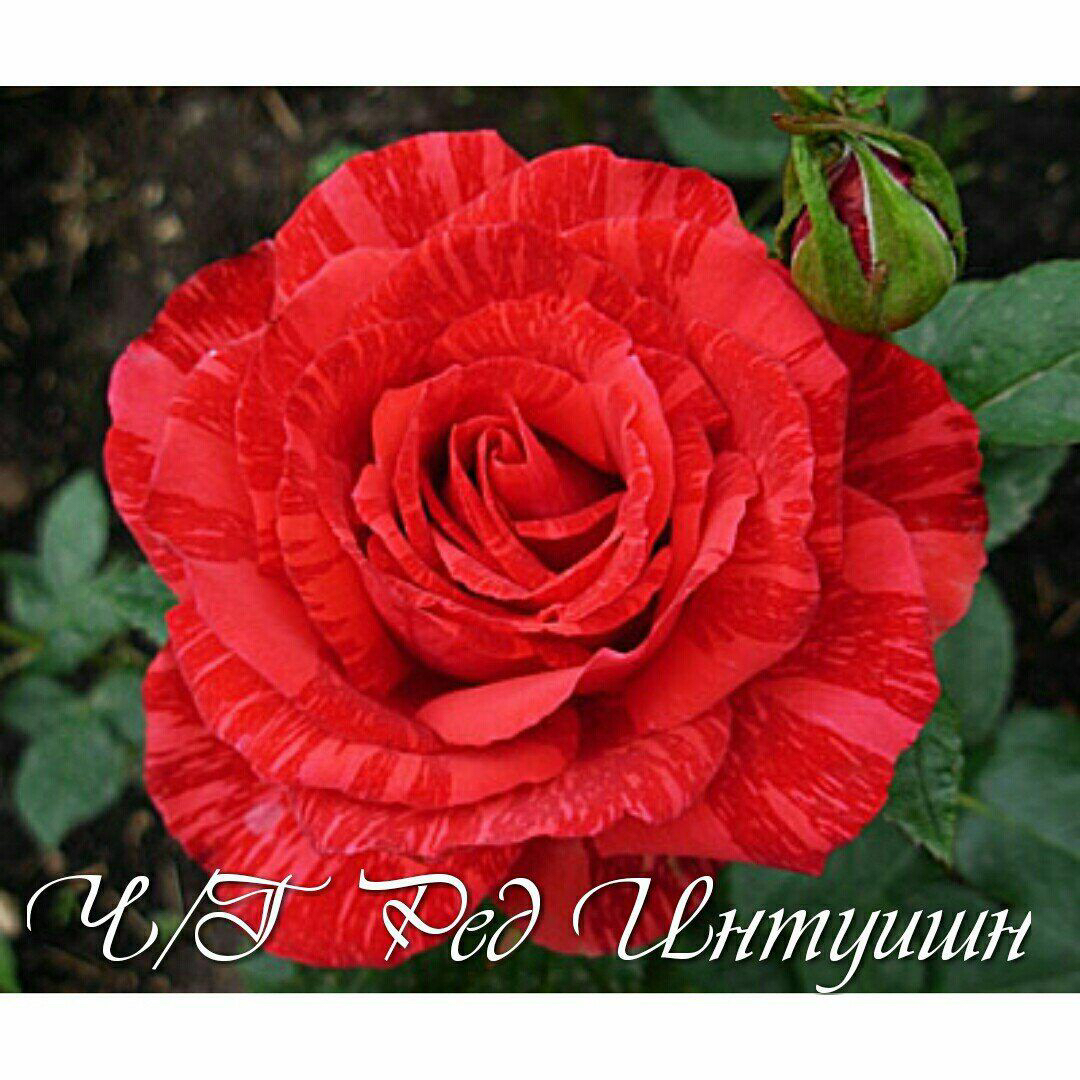 Саженцы роз из питомника Кольцово