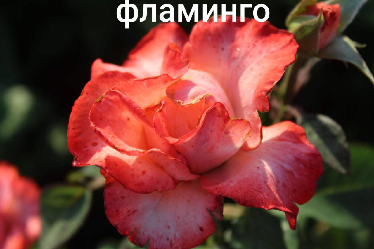 Саженцы роз из питомника Кольцово