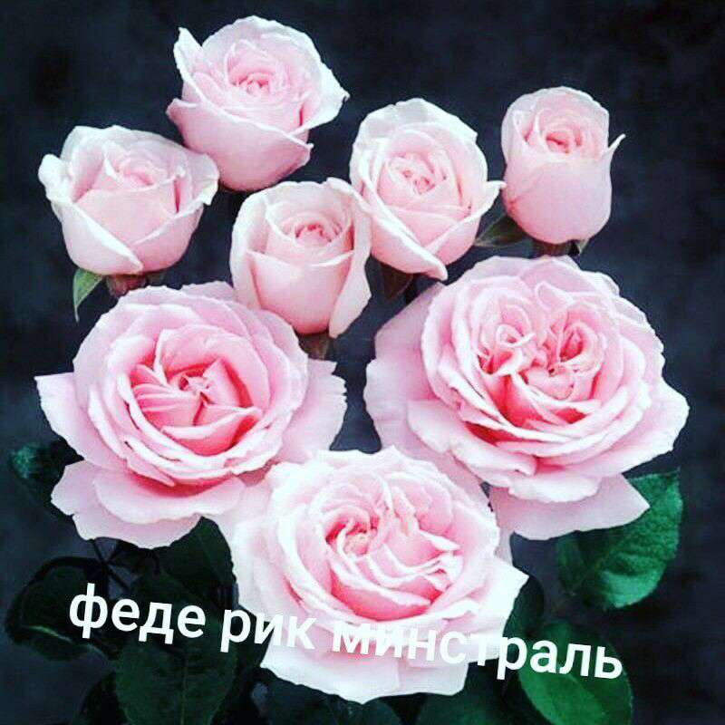 Саженцы роз из питомника Кольцово