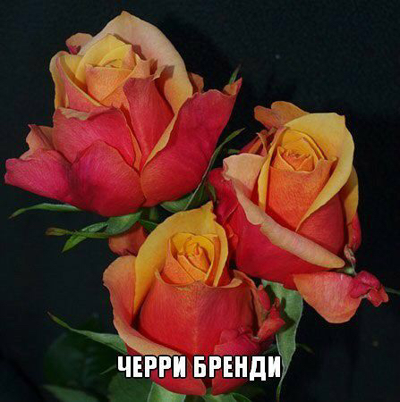 Саженцы роз из питомника Кольцово