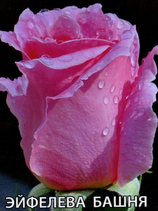 Саженцы роз из питомника Кольцово