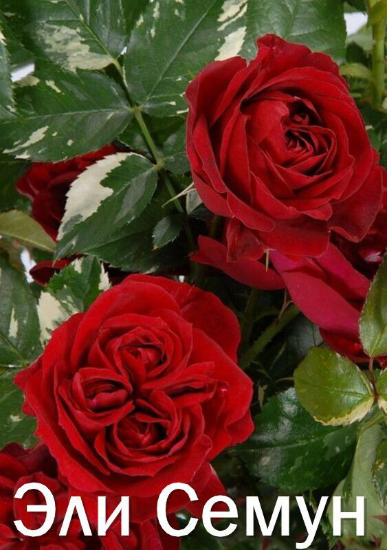 Саженцы роз из питомника Кольцово