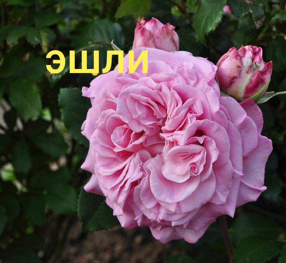 Саженцы роз из питомника Кольцово