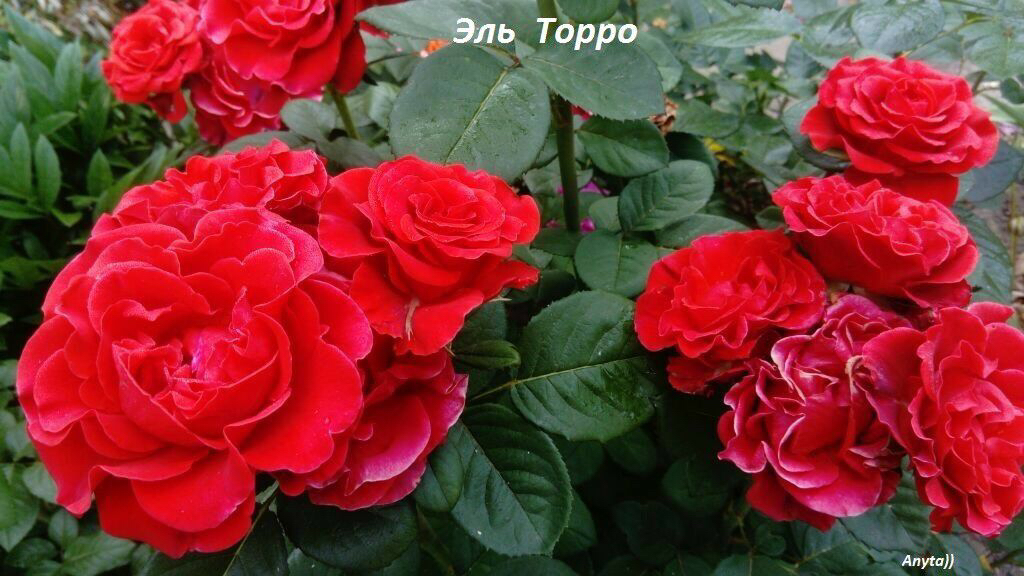 Саженцы роз из питомника Кольцово