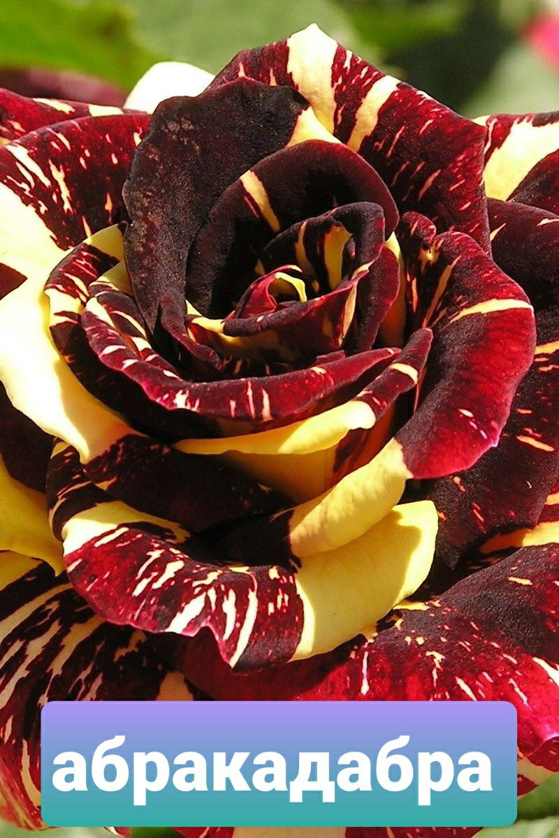 Саженцы роз из питомника Кольцово