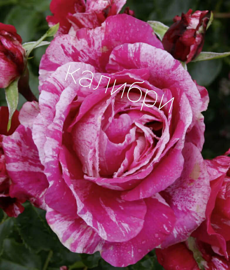 Саженцы роз из питомника Кольцово