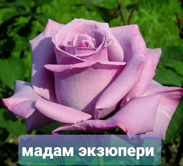 Саженцы роз из питомника Кольцово