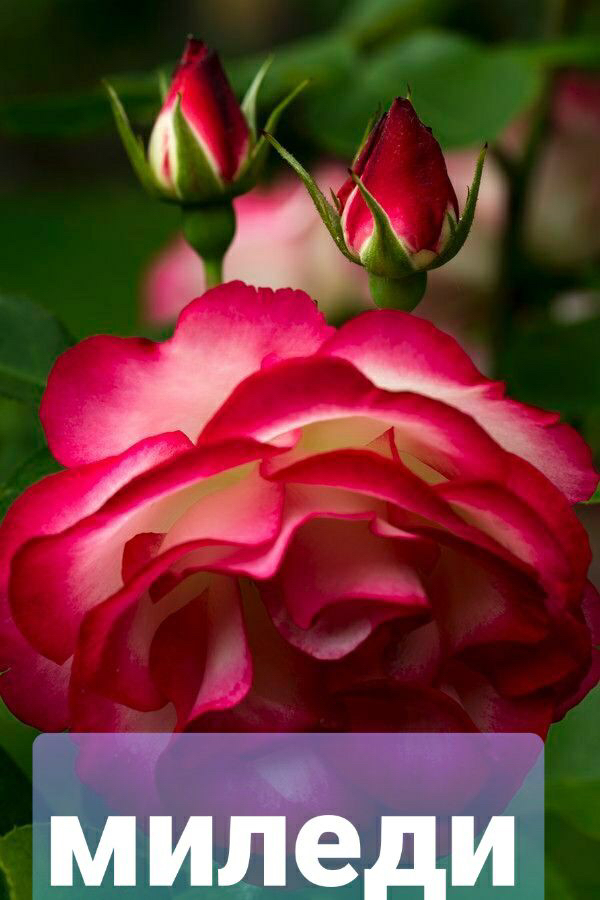 Саженцы роз из питомника Кольцово