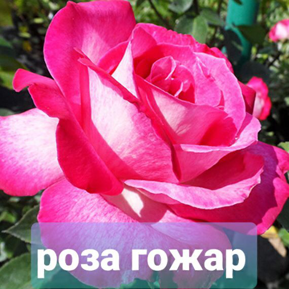 Саженцы роз из питомника Кольцово