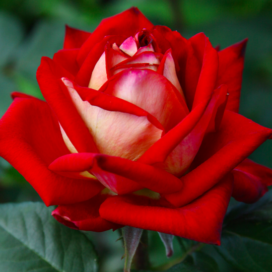 роза Брильянс саженцы