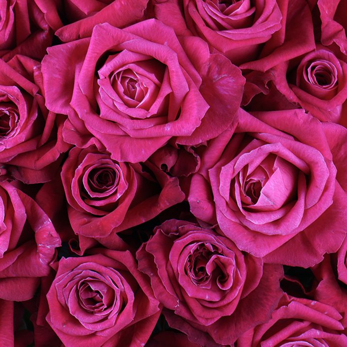 роза Малинова саженцы