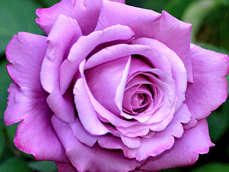 роза Шарль де Голль саженцы