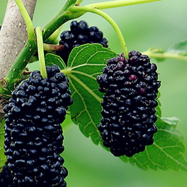 Купить саженцы шелковицы 6 лет