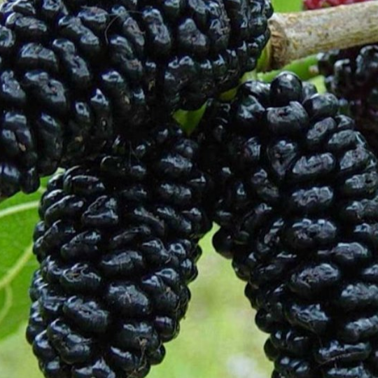 Купить саженцы шелковицы 6 лет