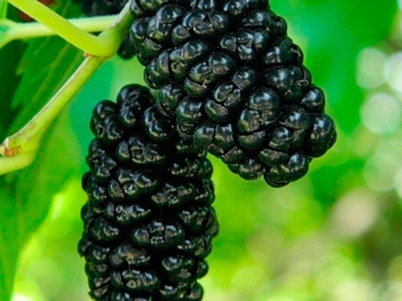 Купить саженцы шелковицы 6 лет