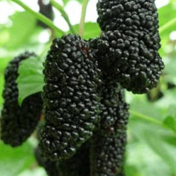 Купить саженцы шелковицы 6 лет