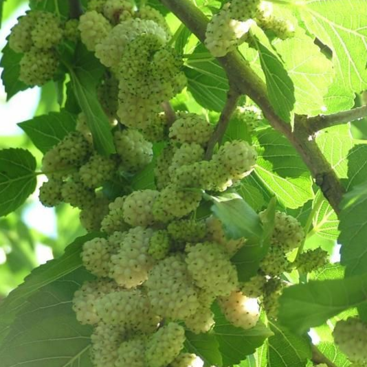 Купить саженцы шелковицы 6 лет