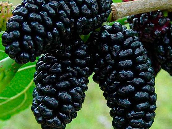 Купить саженцы шелковицы 6 лет