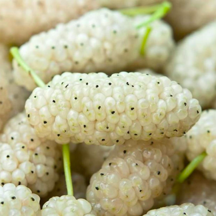 Купить саженцы шелковицы 6 лет