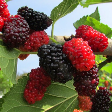 Купить саженцы шелковицы 6 лет