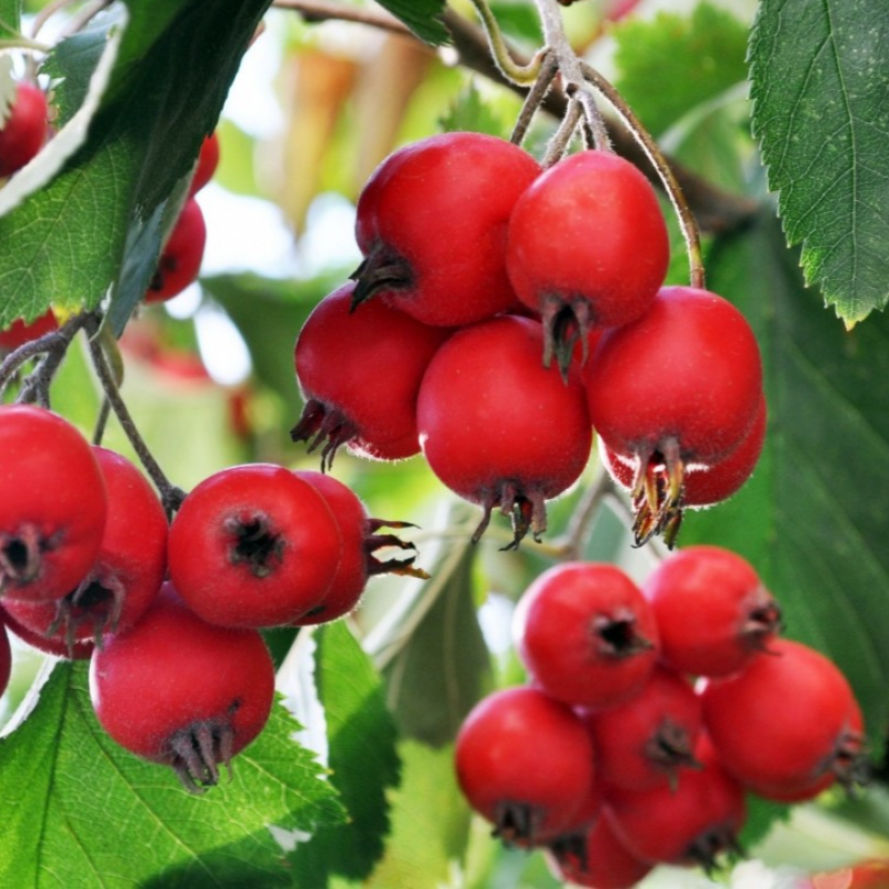 Купить саженцы боярышника 4 года сорт обыкновенный