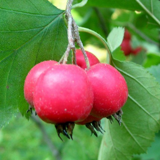 Купить саженцы боярышника 4 года сорт мягковатый