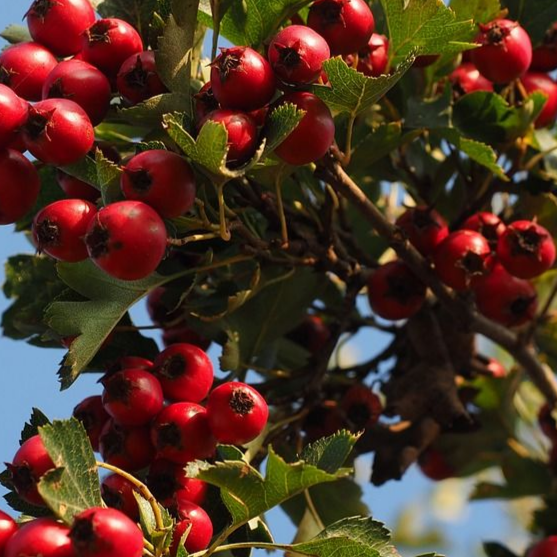 Купить саженцы боярышника 3 года сорт арнольда