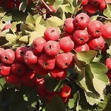 Купить саженцы боярышника 4 года сорт ультра венера