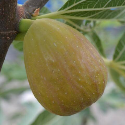 Купить саженцы инжира 4 года