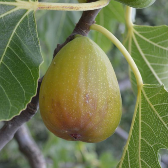 Купить саженцы инжира 4 года