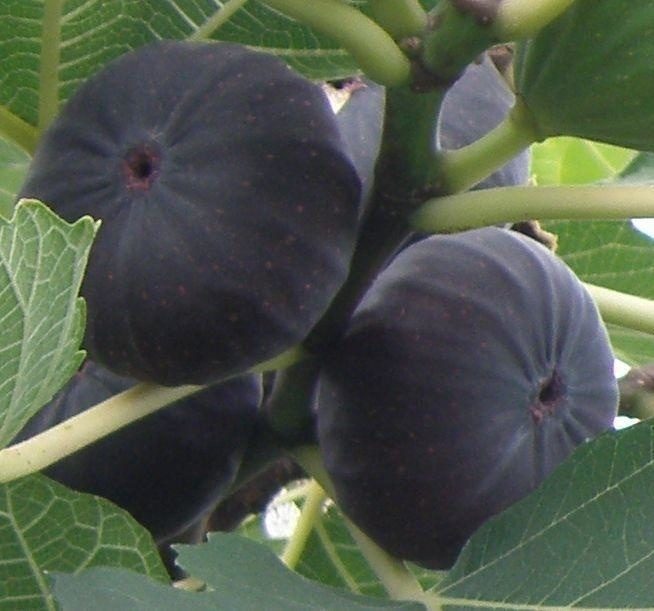 саженцы плодовых деревьев инжир