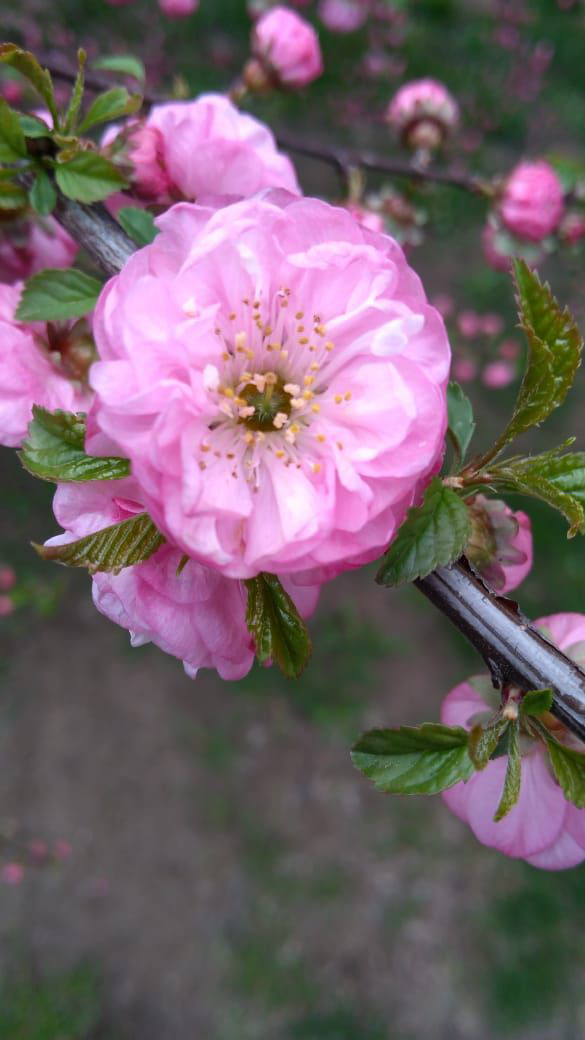 Купить саженцы миндаль 5 лет сорт мечта