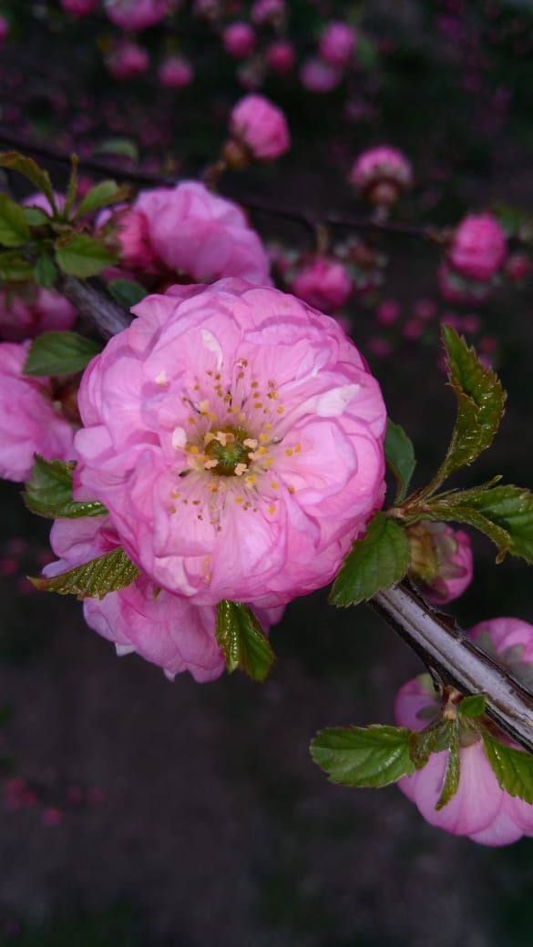 Купить саженцы миндаль 5 лет сорт розовый фламинго