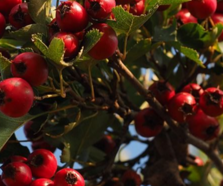 Купить саженцы боярышника 4 года сорт арнольда