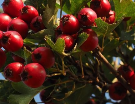 Купить саженцы боярышника 5 лет сорт арнольда