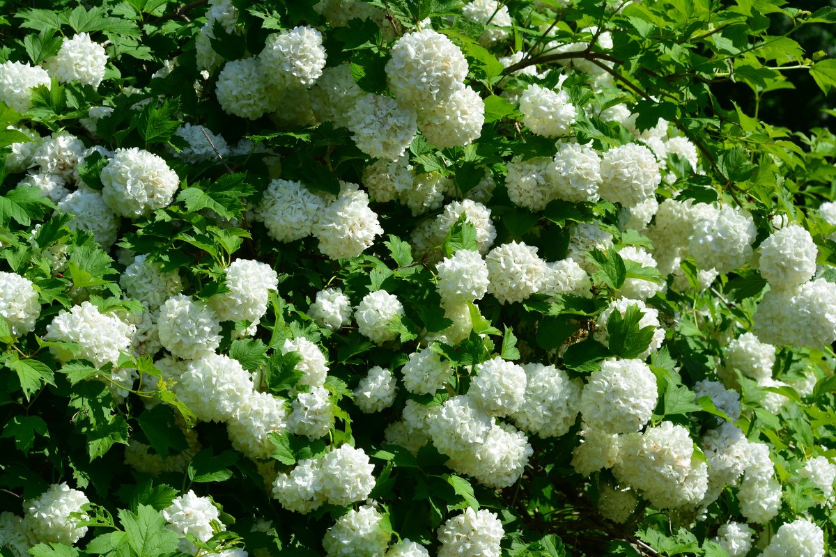 саженцы калина бульденеж из питомника