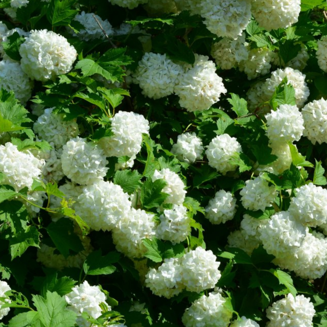 Купить саженцы калина бульденеж