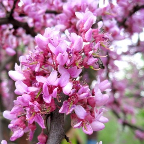 Купить саженцы церсис 2 года европейский