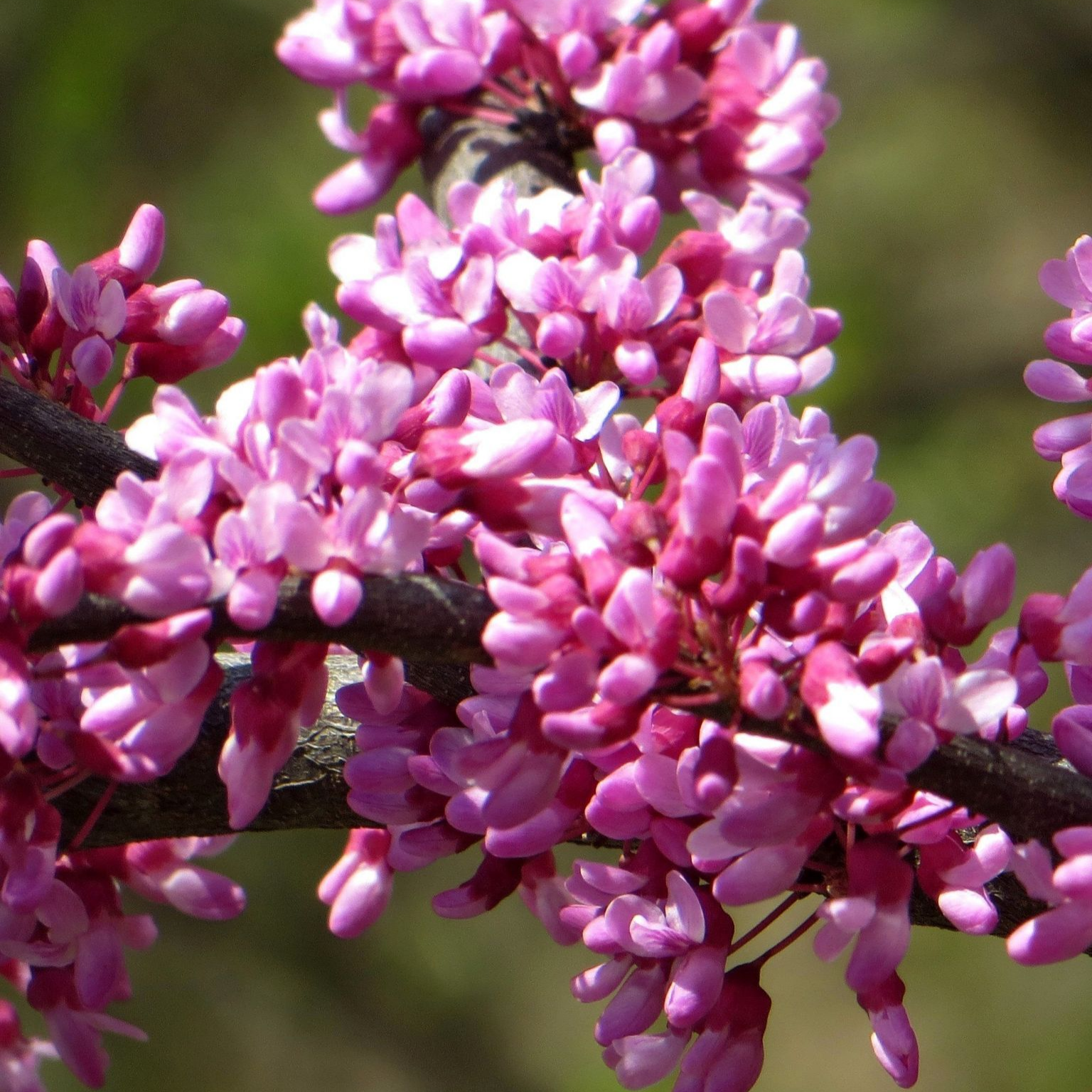 Купить саженцы церсис канадский 3 года