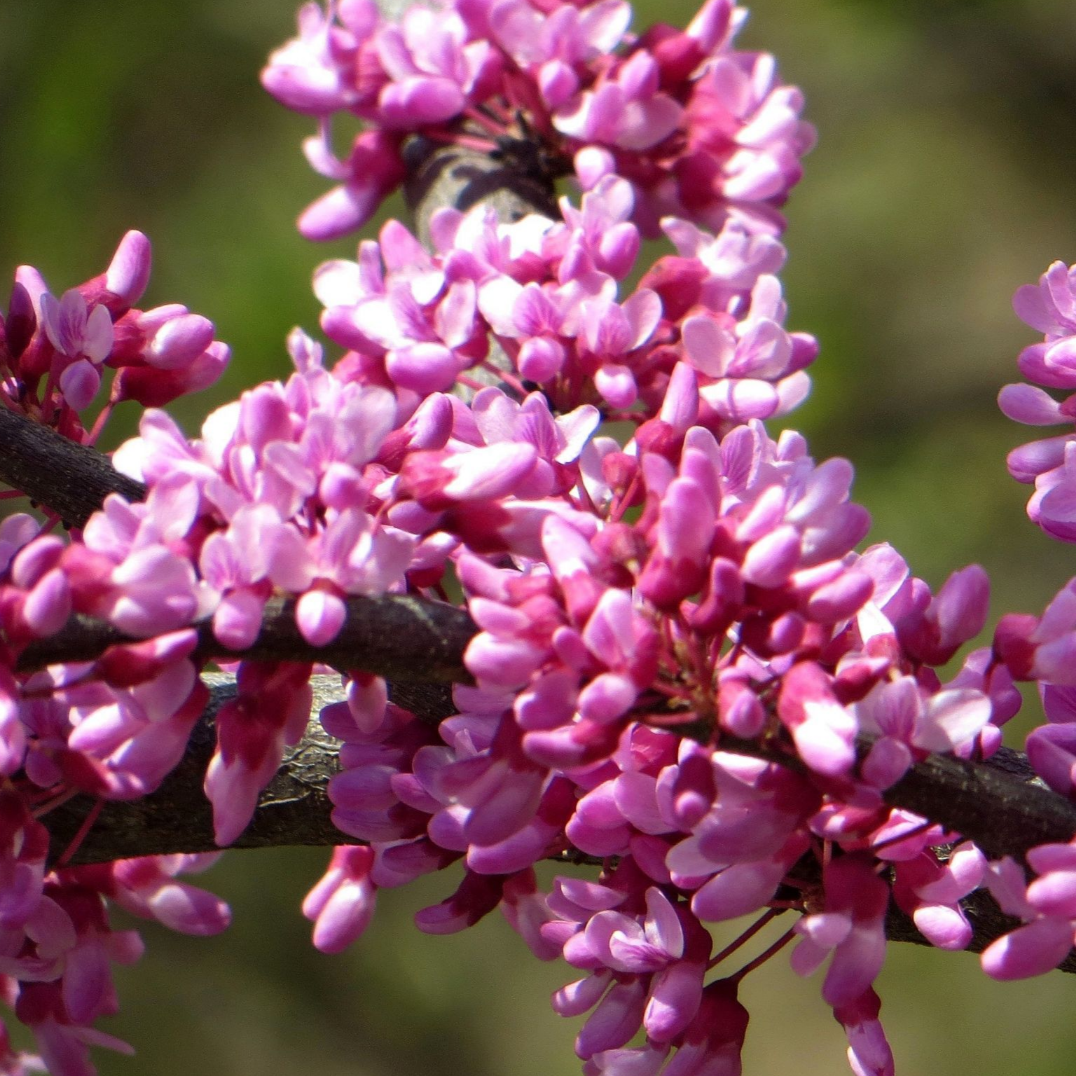 Купить саженцы церсис 2 года европейский