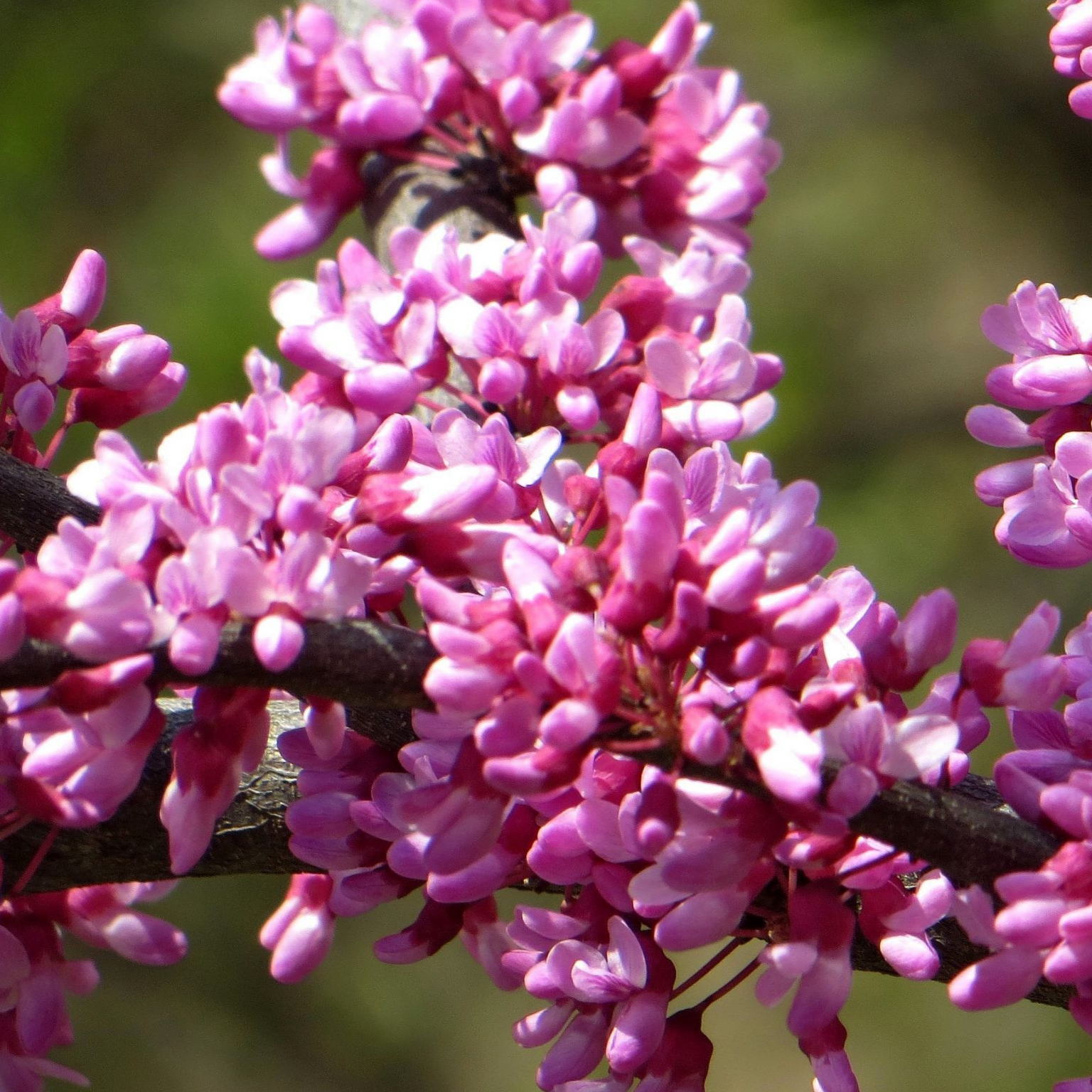 церсис  багрянник из питомника