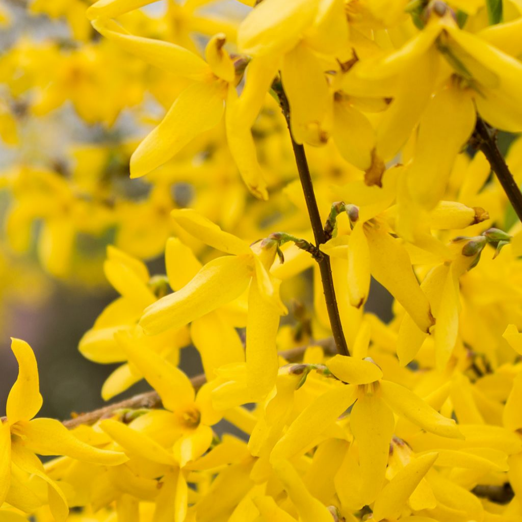 Купить саженцы форзиция 5 лет Голдзаубер