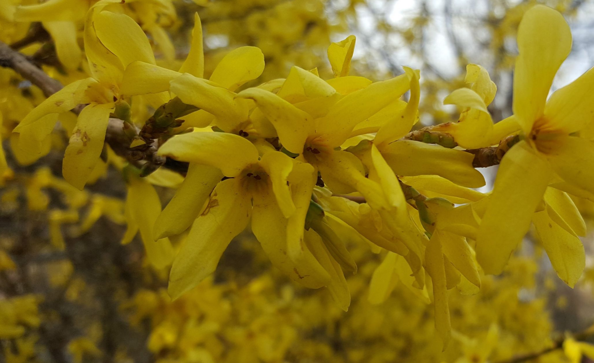 Купить саженцы форзиция 5 лет форфюлинг