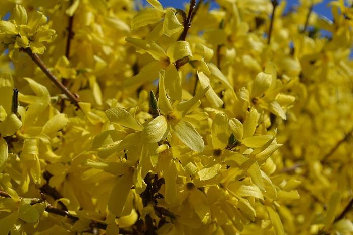 форзиция из питомника