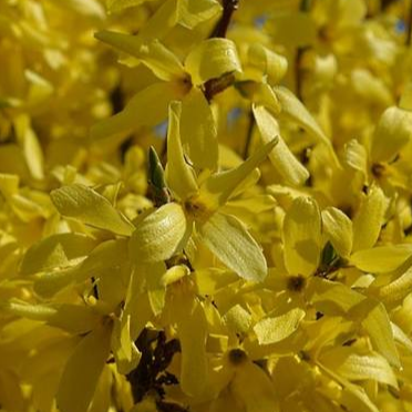 Купить саженцы форзиция 5 лет дрезден