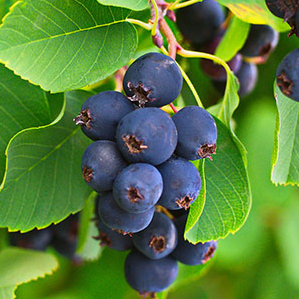 Купить саженцы ирга 3 года