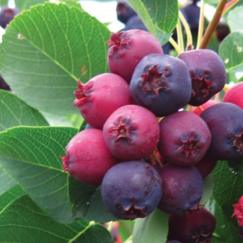 Купить саженцы ирга 3 года